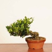 �ߺϡ��������  *���� ����ʪ�����ʤ��������ʥ���Minarikuchinashi�� bonsai �����ߺ�