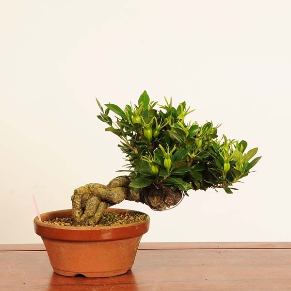 盆栽：実成梔子 *現品 一点物くちなし クチナシ Minarikuchinashi