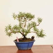 ߺϡޥ꡼  * ʪ Salvia rosmarinus rosemary  bonsai ߺ