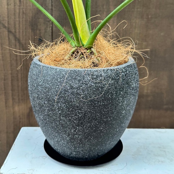 観葉植物 鉢色選べます：フィロデンドロン セローム 鉢植え*受皿付