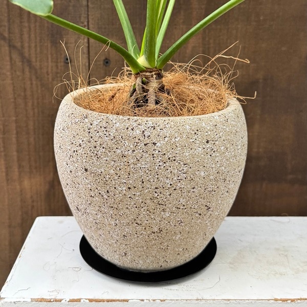 観葉植物 鉢色選べます：フィロデンドロン セローム 鉢植え*受皿付