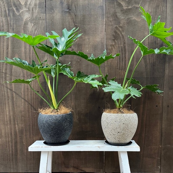 観葉植物 鉢色選べます：フィロデンドロン セローム 鉢植え*受皿付