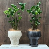 տʪ ȭ٤롧󥴥˥塼  ȭ* 󥴥˥ 䥷