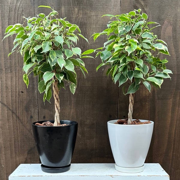 フィカス 観葉植物 ねじれた幹 Amazon｜フィカス 観葉植物 ねじれた幹｜観葉植物 オンライン通販