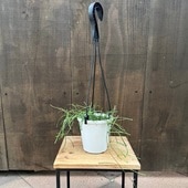 ������졡���տ�ʪ���ۥ䡡��åġ���*4���ߤ�ȭ