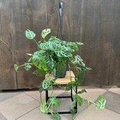 ���տ�ʪ����󥹥ƥ� �������졼��*5�� �ߤ�ȭ��Monstera esqueleto