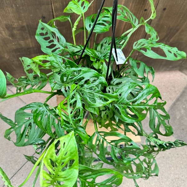 観葉植物：モンステラ エスケレート*5号 吊り鉢 Monstera esqueleto