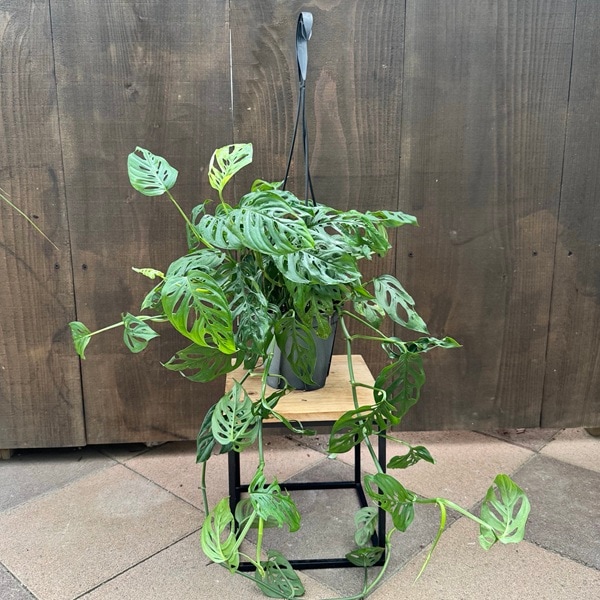 モンステラ エスケレート　吊り鉢 観葉植物：モンステラ エスケレート*5号 吊り鉢 Monstera esqueleto