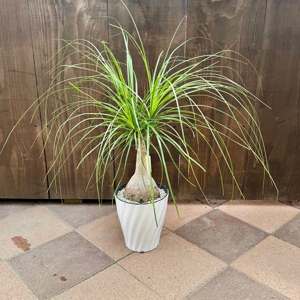 【特級品】トックリラン ノリナ ポニーテール 7号鉢 特大極上苗 葉長め 特大株 観葉植物 ノリナ：ポニーテール トックリラン*7号プラポット | 観葉