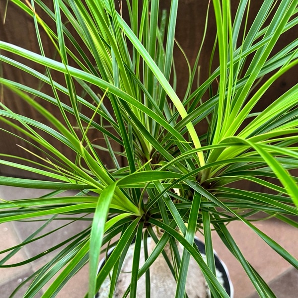 観葉植物 ノリナ：ポニーテール トックリラン*7号プラポット | 観葉