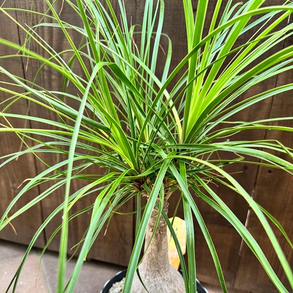 観葉植物 ノリナ：ポニーテール トックリラン*7号プラポット | 観葉
