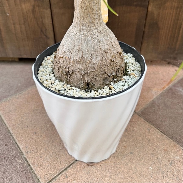 観葉植物 ノリナ：ポニーテール トックリラン*7号プラポット | 観葉