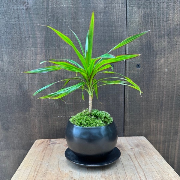 おしゃれ 観葉植物：ドラセナ コンシンネ 鉢植え*受皿付 ミニ 苔付き