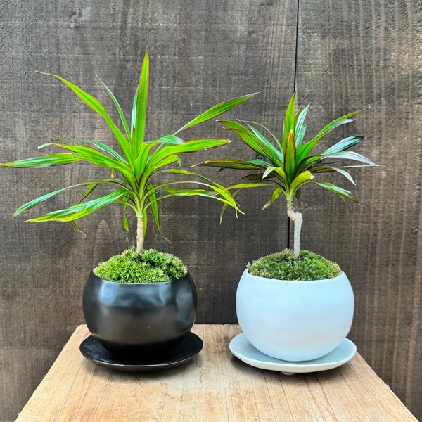 おしゃれ 観葉植物：ドラセナ コンシンネ 鉢植え*受皿付 ミニ 苔付き