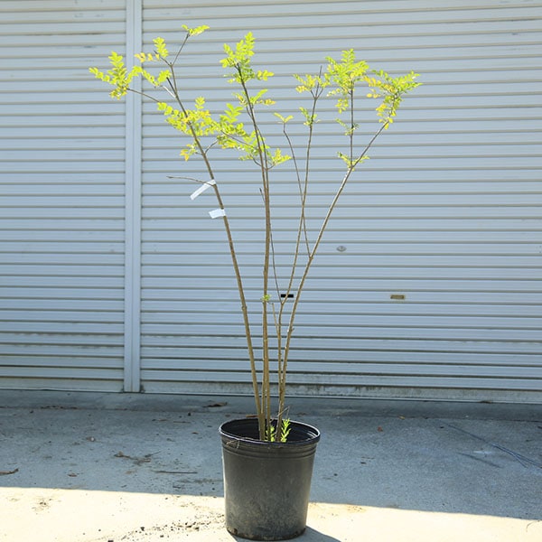 ���ڡ����ޥȥͥꥳ�ʳ�Ω���˼�����Ω���ѡ������ʰ����¤ꡪ��*���⡧��130��������⡧��150����������緿����ȯ��