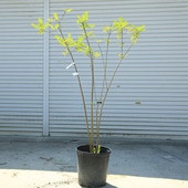 ڡޥȥͥꥳʳΩ˼Ωѡʰ¤ꡪ*⡧130⡧150緿ȯ