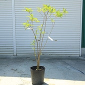 ڡޥȥͥꥳʳΩ˼Ωѡʰ¤ꡪ*⡧130⡧150緿ȯ