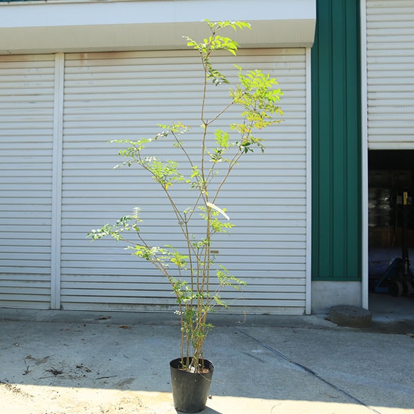 ���ڡ����ޥȥͥꥳ�ʳ�Ω���˼�����Ω���ѡ������ʰ����¤ꡪ��*���⡧��160��������⡧��180����������緿����ȯ��