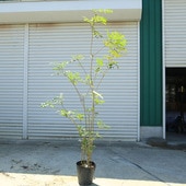 ڡޥȥͥꥳʳΩ˼Ωѡʰ¤ꡪ*⡧160⡧180緿ȯ