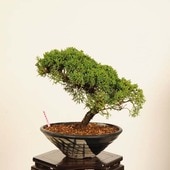 ߺϡ *  ʪ Ѥѥ Sabina chinesisShinpaku bonsai ߺ