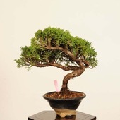 【中品　五葉松盆栽】真柏　　　　⭕特価品❗葉性抜群‼️ Yahoo!オークション - 五葉松 五葉松盆栽 葉性抜群