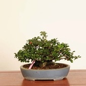 �ߺ� ������Ĺ����(���祦����Х�)*���� ����ʪ ���礦����Ф���Cyoujyubai�� �����ߺϡ�