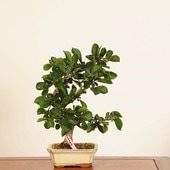 �ߺϡ����ޤĤ�*����  ����ʪ ���ޥĥ� Pourthiaea villosa��Kamatsuka bonsai �������ߺϡ�