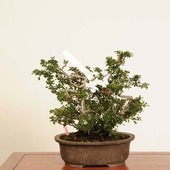 �ߺϡ�Ĺ����(���祦����Х�)(ȭ����ͭ)*���� ����ʪ ���礦����Ф���Cyoujyubai�� �����ߺϡ�