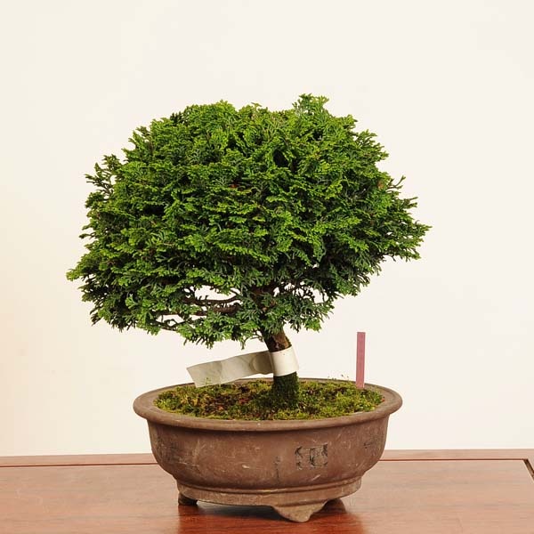 盆栽：津山桧（ひのき）*現品 一点物 ヒノキ hinoki bonsai 中品盆栽
