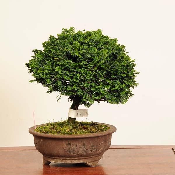 盆栽：津山桧（ひのき）*現品 一点物 ヒノキ hinoki bonsai 中品盆栽
