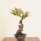 中品・大品盆栽 | 遊恵盆栽 本店