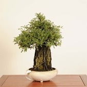 �ߺϡ��뻳ܥ����(�������󤷤礦)����*���󥷥祦��Isozansyo��Osreomeles anthyllidifolia var. subrotunda�����ߺ�