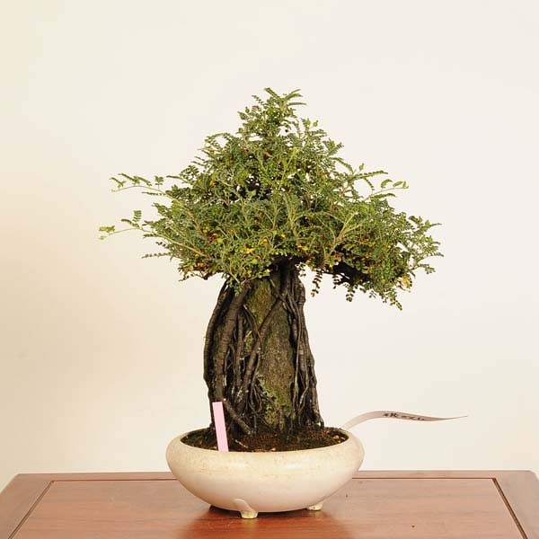 盆栽：磯山椒石付(いそざんしょう)現品*サンショウ Isozansyo