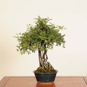 中品・大品盆栽,雑木 | 遊恵盆栽 本店
