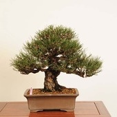 黒松　[模様木]　大品盆栽 太平洋です。 黒松 [模様木] 大品盆栽 太平洋様専用です。 - メルカリ