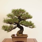 【大サービス品】どっしりとした幹の黒松　中品盆栽 中品・大品盆栽 | 遊恵盆栽 本店