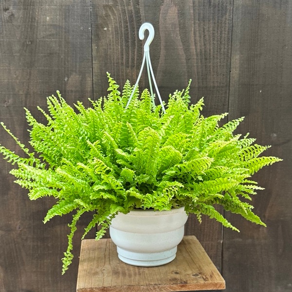 観葉植物：ネフロレピス シダ ツデー*6号吊り鉢 | 観葉植物 | 遊恵盆栽