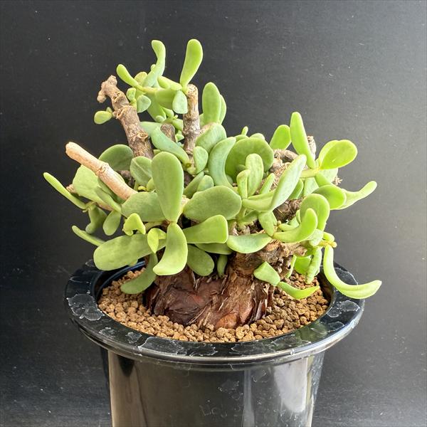 ど*ま様 ケラリア ピグマエア現地球 アフリカ直輸入 30PC Amazon.co.jp: ケラリア ピグマエア Ceraria pygmaea 輸入株挿木