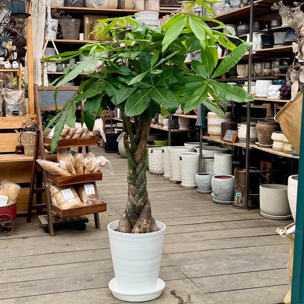 観葉植物：三つ編みパキラ 鉢植え*受皿付 セラアート 大型佐川便配送