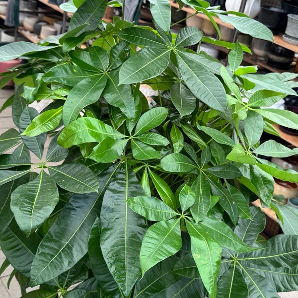 観葉植物：三つ編みパキラ 鉢カバー*麻布付 大型佐川便配送 2箱でお