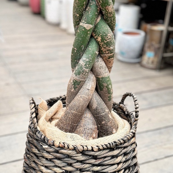 観葉植物：三つ編みパキラ 鉢カバー*麻布付 大型佐川便配送 2箱でお