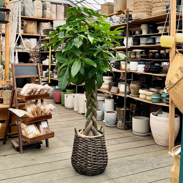 観葉植物:三つ編みパキラ 鉢カバー*麻布付 大型佐川便配送 2箱でお 観葉植物:三つ編みパキラ 鉢カバー*麻布付 大型佐川便配送 2箱でお