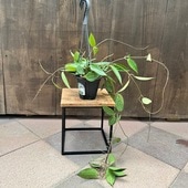 ������졡���տ�ʪ���ۥ䡡�ޥ����ե���*4���ߤ�ȭ