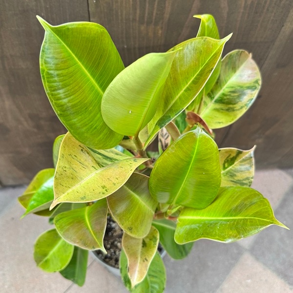 おしゃれ 観葉植物：フィカス ジン*6号プラポット | 観葉植物