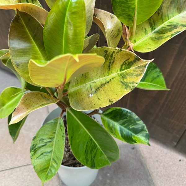 おしゃれ 観葉植物：フィカス ジン*6号プラポット | 観葉植物