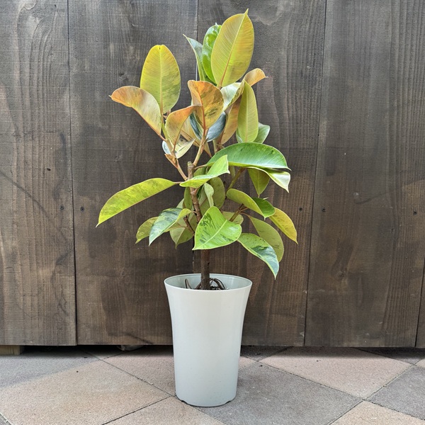 フィカス ジン 極上 斑入 実生 7号 インテリア 観葉植物 フィカス ジン 極上 斑入 実生 7号 インテリア 観葉植物 - メルカリ