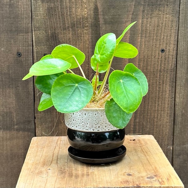 ���տ�ʪ���ԥ쥢 �ڥڥ��ߥ����ǥ� ȭ����*������ �����䥷���� Pilea peperomioides �ѥ󥱡����ץ���