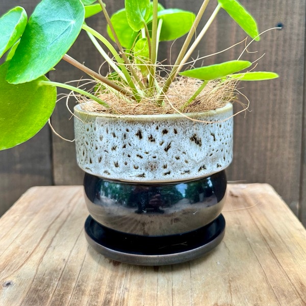 観葉植物：ピレア ペペロミオイデス 鉢植え*受皿付 ココヤシ飾り Pilea