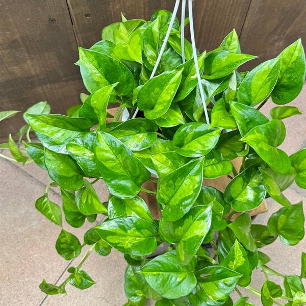 観葉植物：ポトス グローバルグリーン*5号 吊り鉢 | 観葉植物,吊り鉢