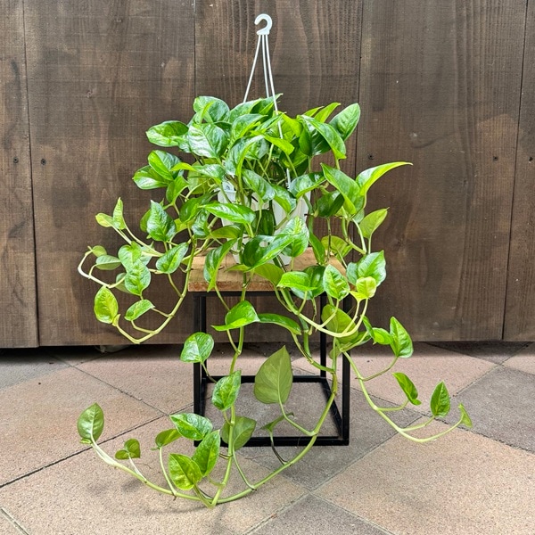 観葉植物：ポトス グローバルグリーン*5号 吊り鉢 | 観葉植物,吊り鉢 